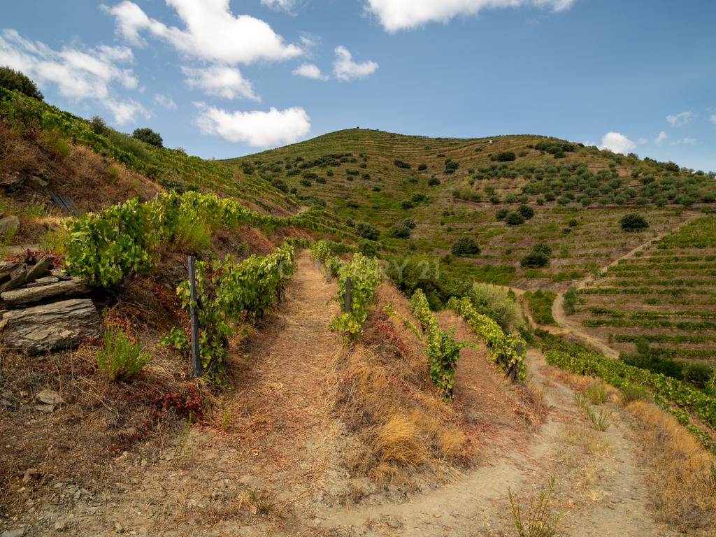 Farm with productive vineyard in the Douro Demarcated Region — São João da Pesqueira - Image 22