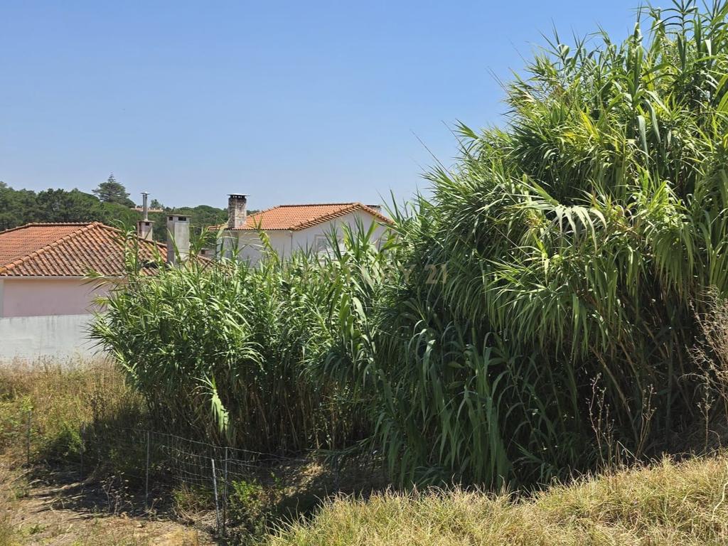 Terreno Rústico em Quinta da Oliva, com Acesso e Boa Localização - Image 3