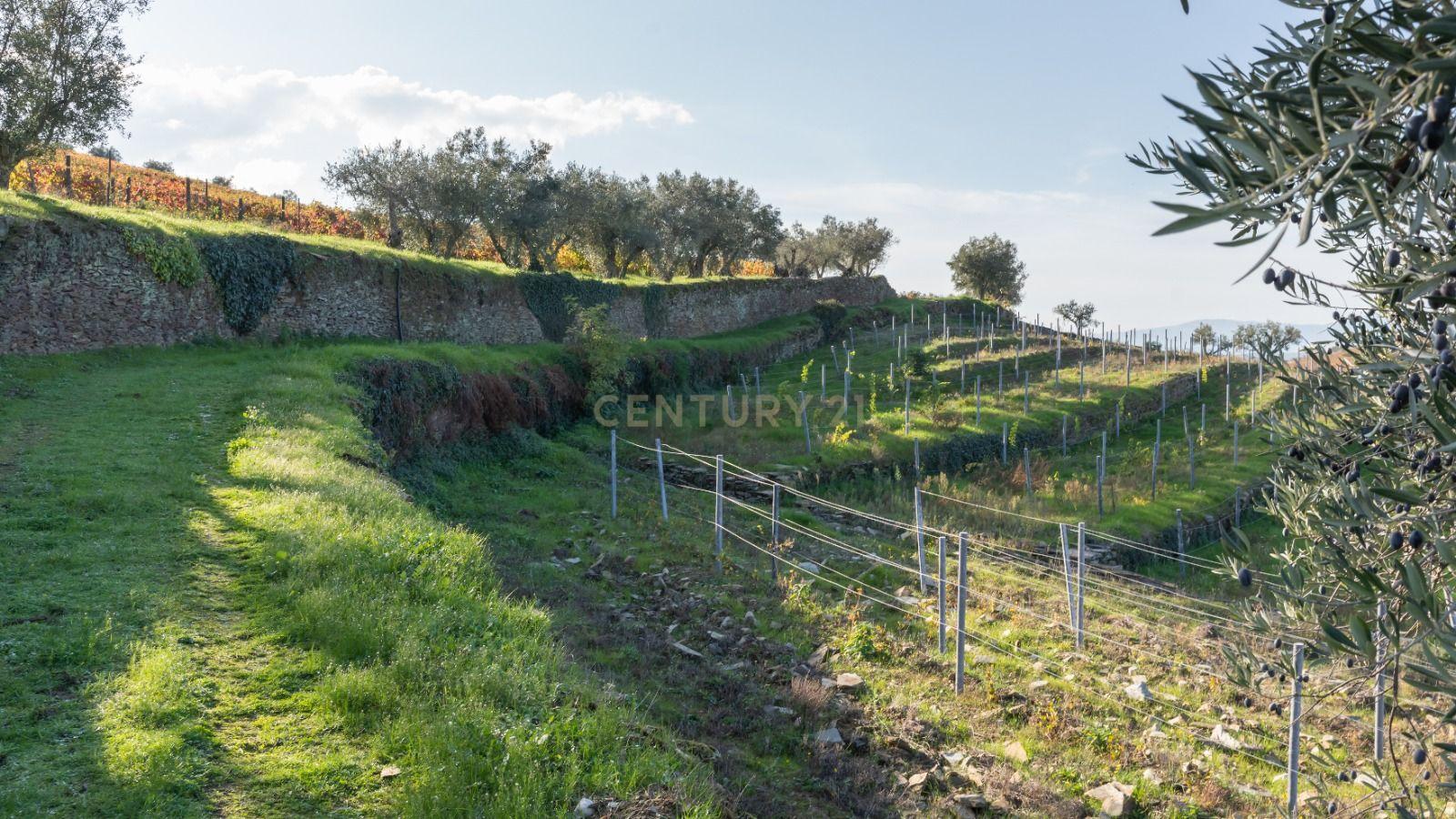 🏡Quinta com Moradia T3 e Vinha no Coração do Alto Douro Vinhateiro – Património Mundial da UNESCO - Image 72
