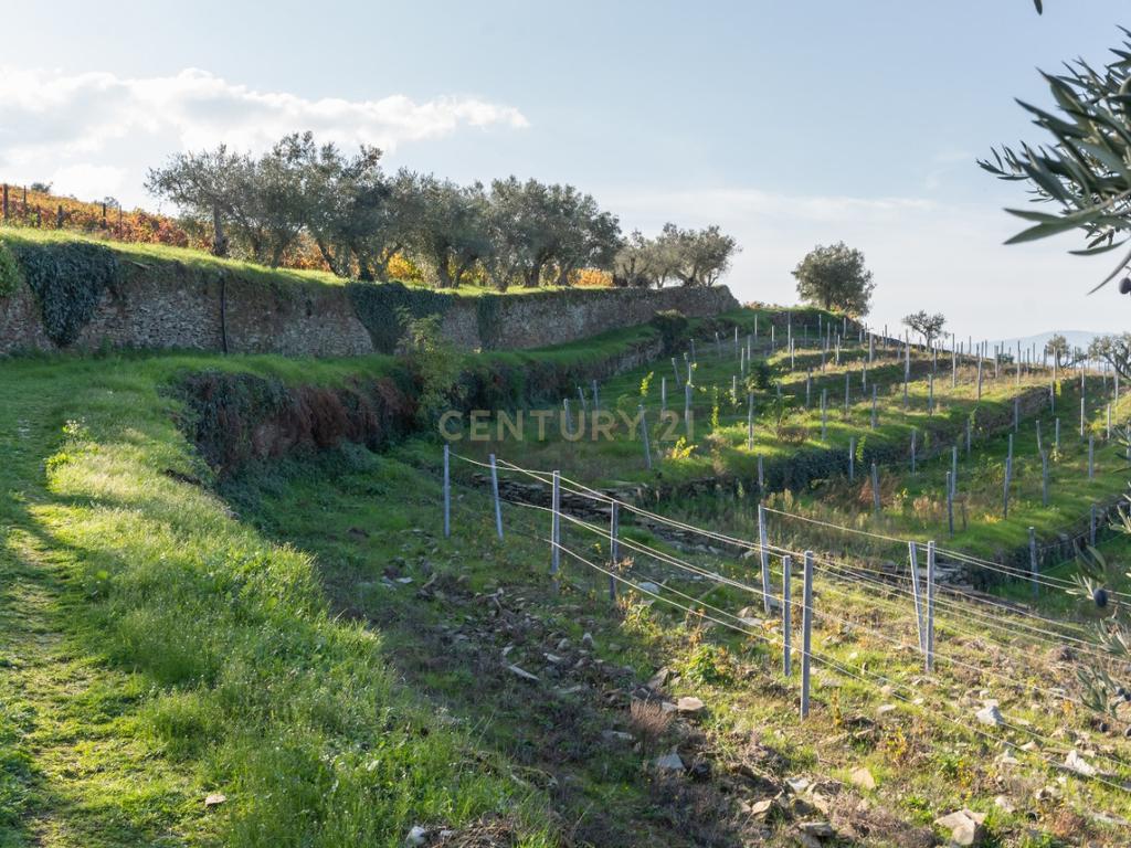 🏡Quinta com Moradia T3 e Vinha no Coração do Alto Douro Vinhateiro – Património Mundial da UNESCO - Image 72