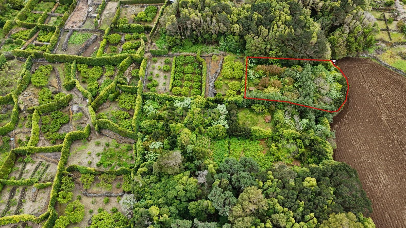 Fotografia 11 de Pomar localizado na zona dos Biscoitos, Ilha Terceira, com características ideais para utilização agrícola.