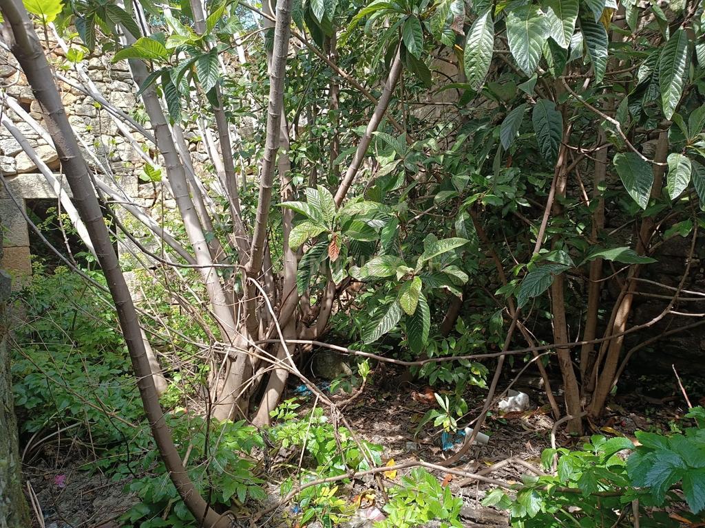 Ruina para recuperação, Alcains, Castelo Branco - Image 15