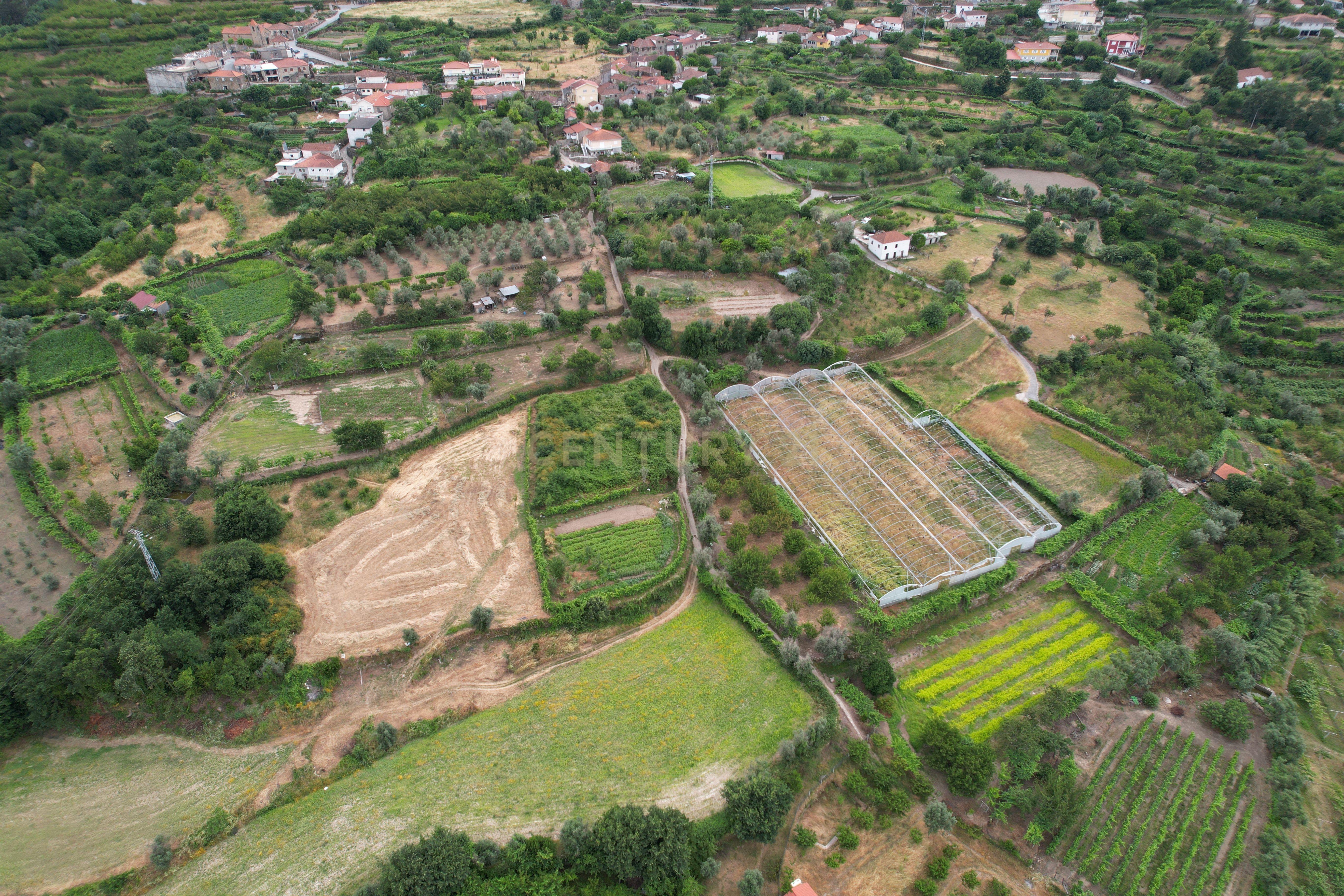 Fotografia 9 de Quinta em Miomães, Resende | Um refúgio rural com cerca de 4 hectares de potencial