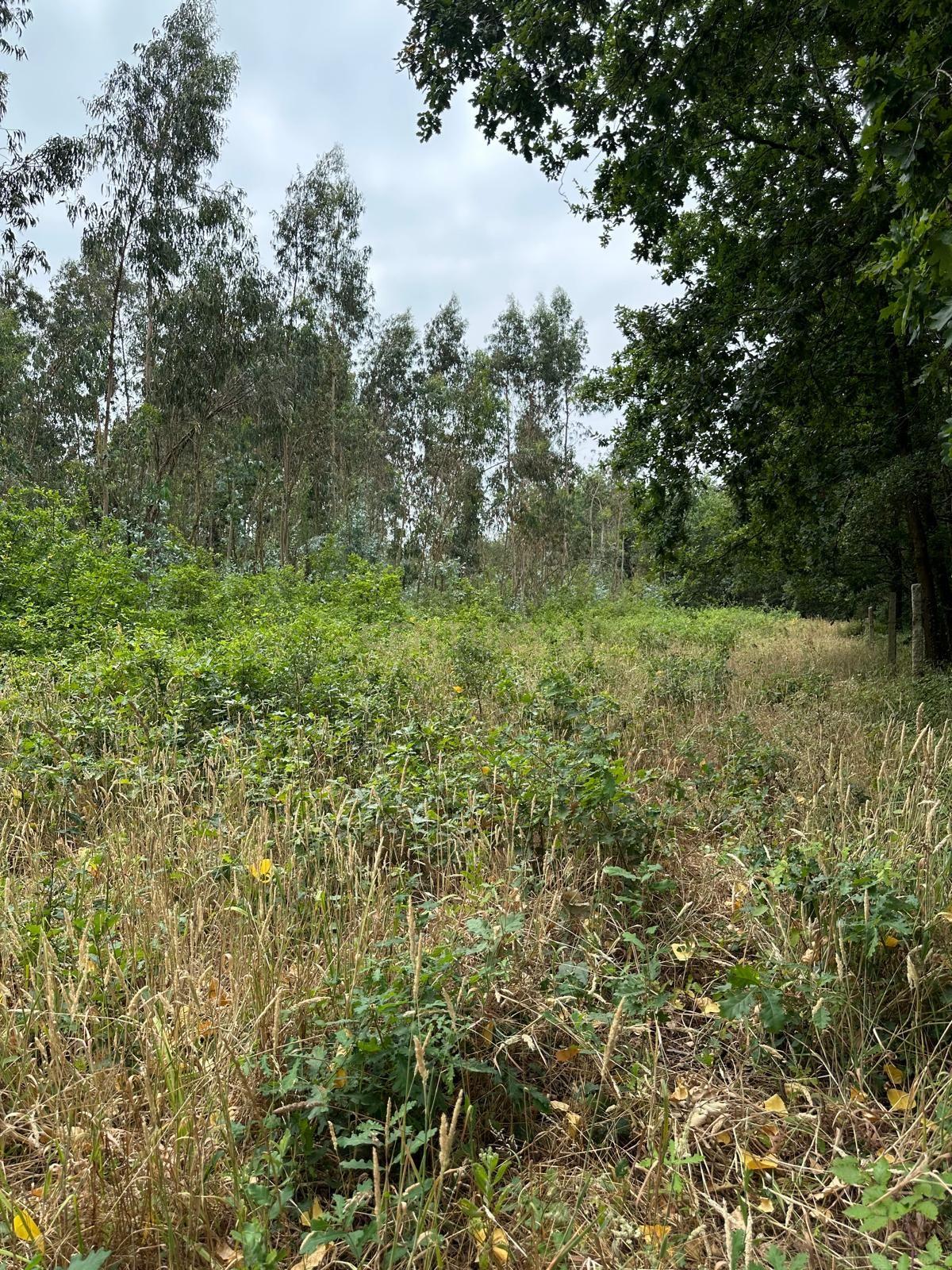 Fotografia 11 de Terreno Urbano com Projeto de Construção Aprovado em Barrô, Águeda - 1018m² para Construção