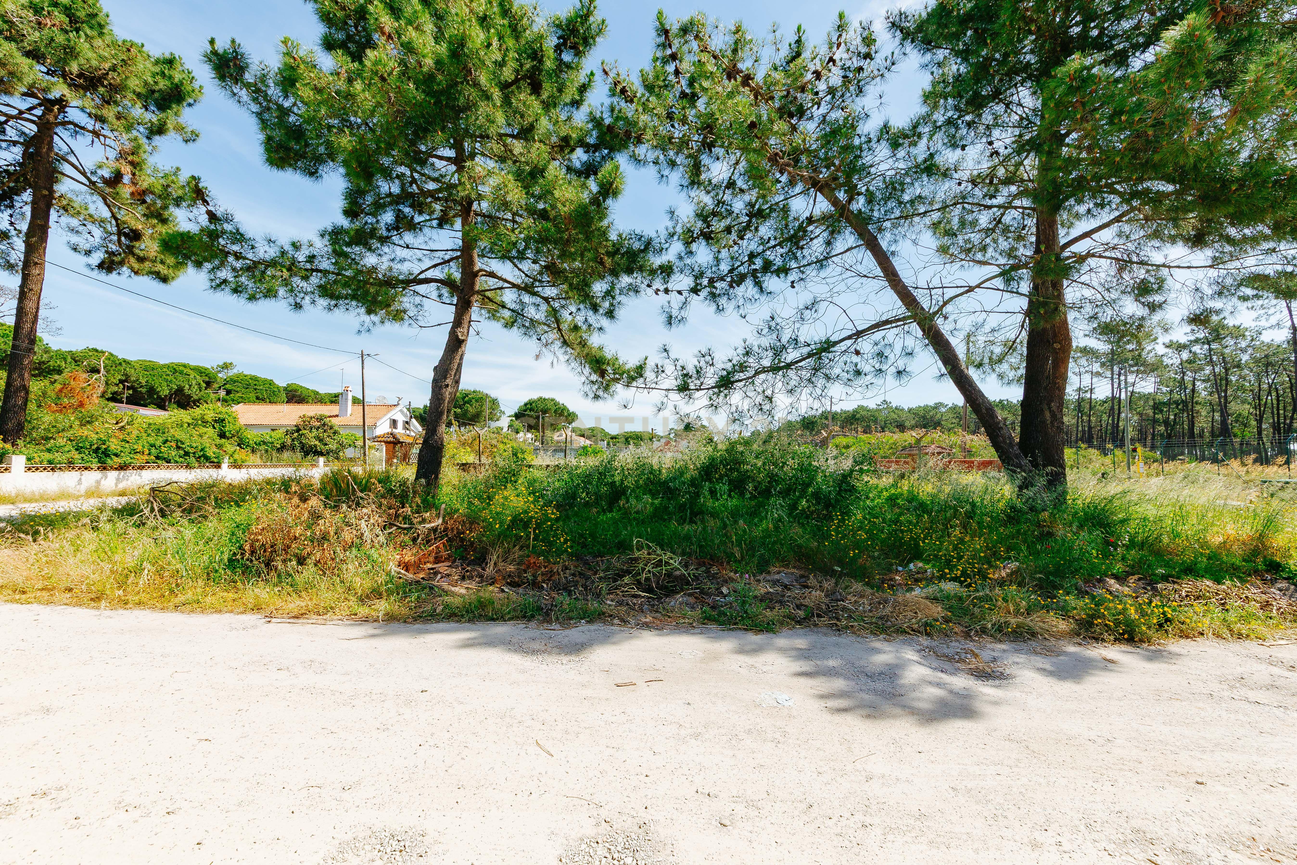 Fotografia 6 de Terreno Urbano na Charneca de Caparica | Pinhal da Aroeira
