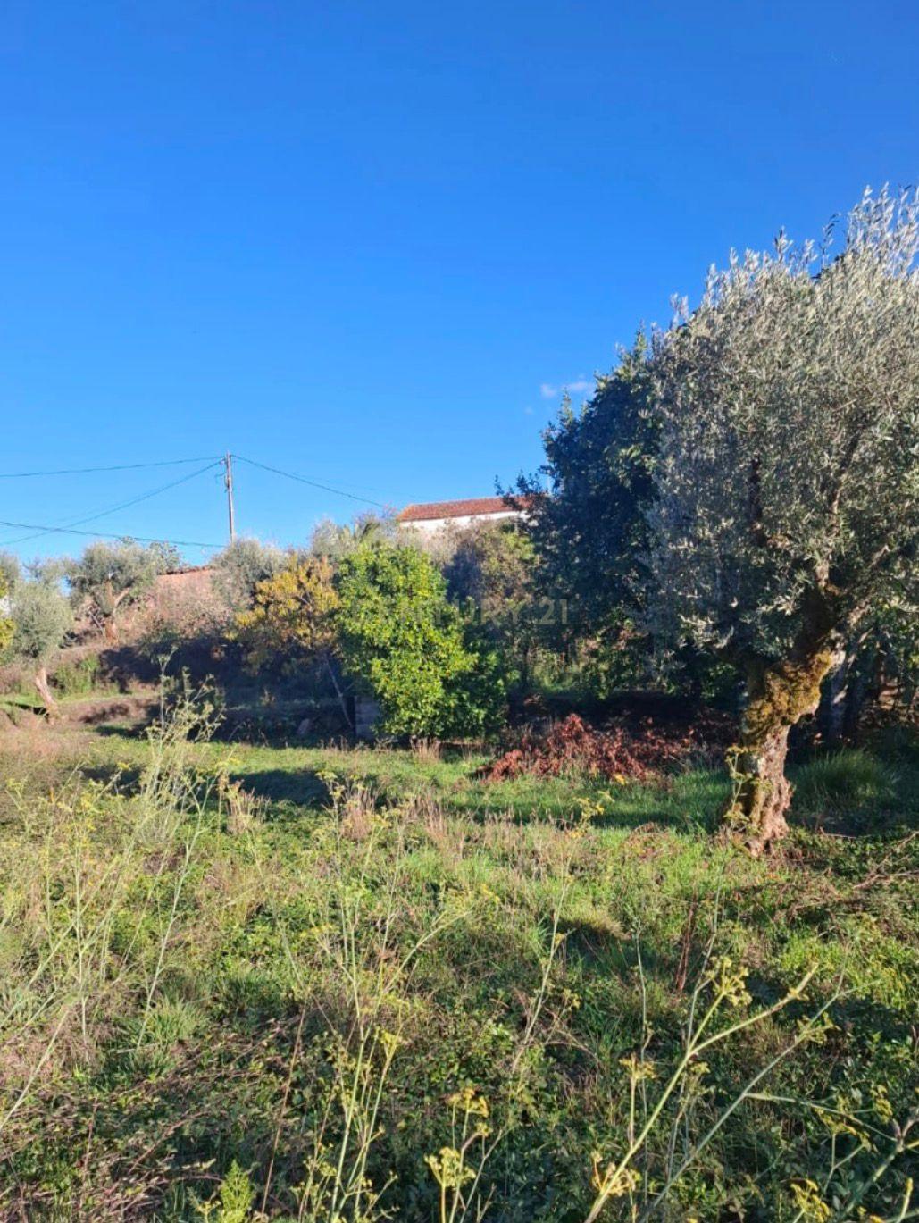 Fotografia 10 de Terreno Misto com 1.320 m² | Área Urbana + Olival | Alcaravela, Sardoal