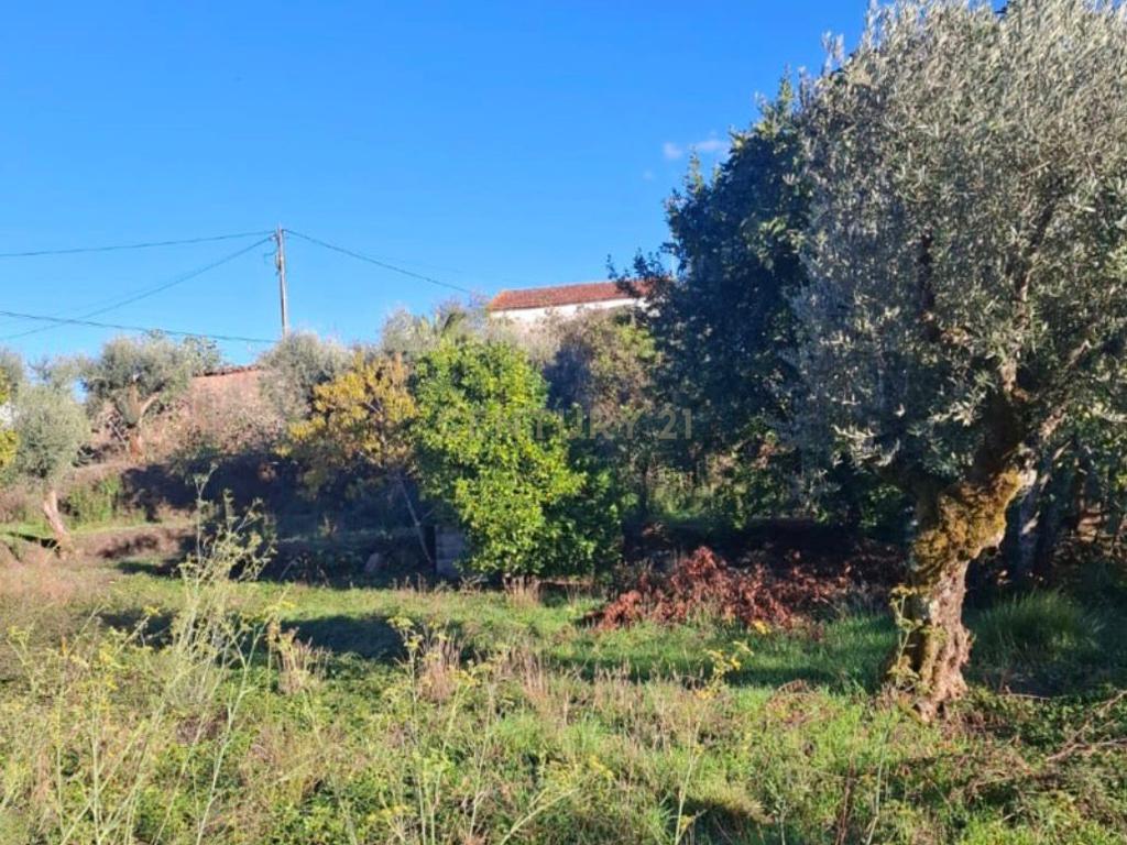 Terreno Misto com 1.320 m² | Área Urbana + Olival | Alcaravela, Sardoal - Image 10
