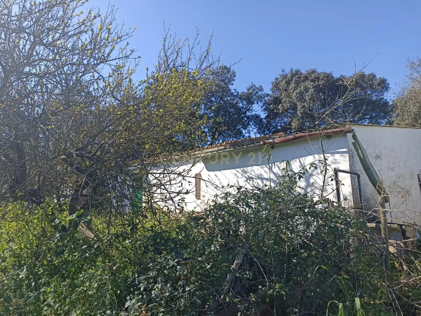 # Terreno Rustico em pleno centro de Montemor -o -Novo - Image 19