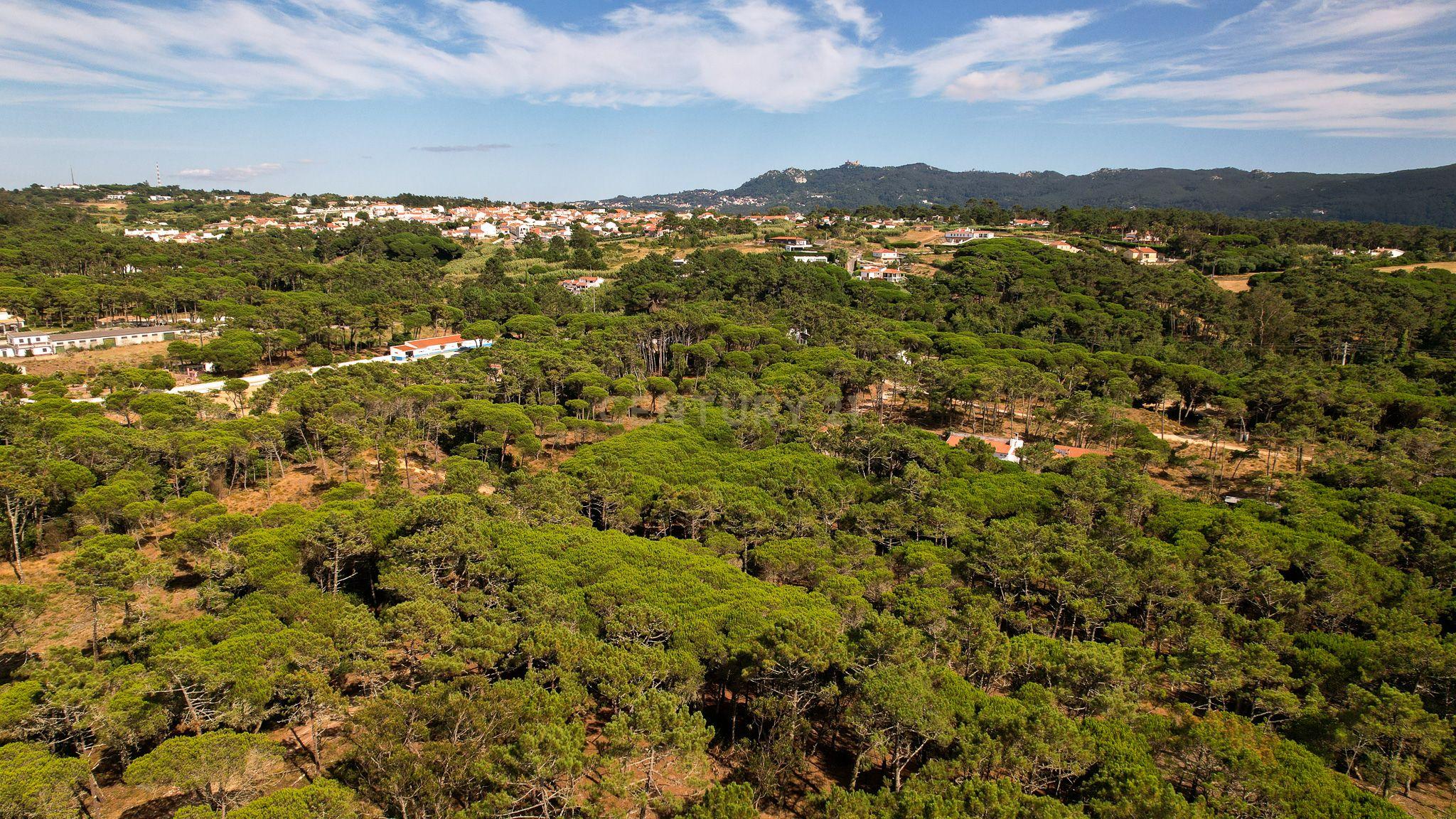 Fotografia 8 de Terreno rústico de pinheiros perto das praia de Sintra
