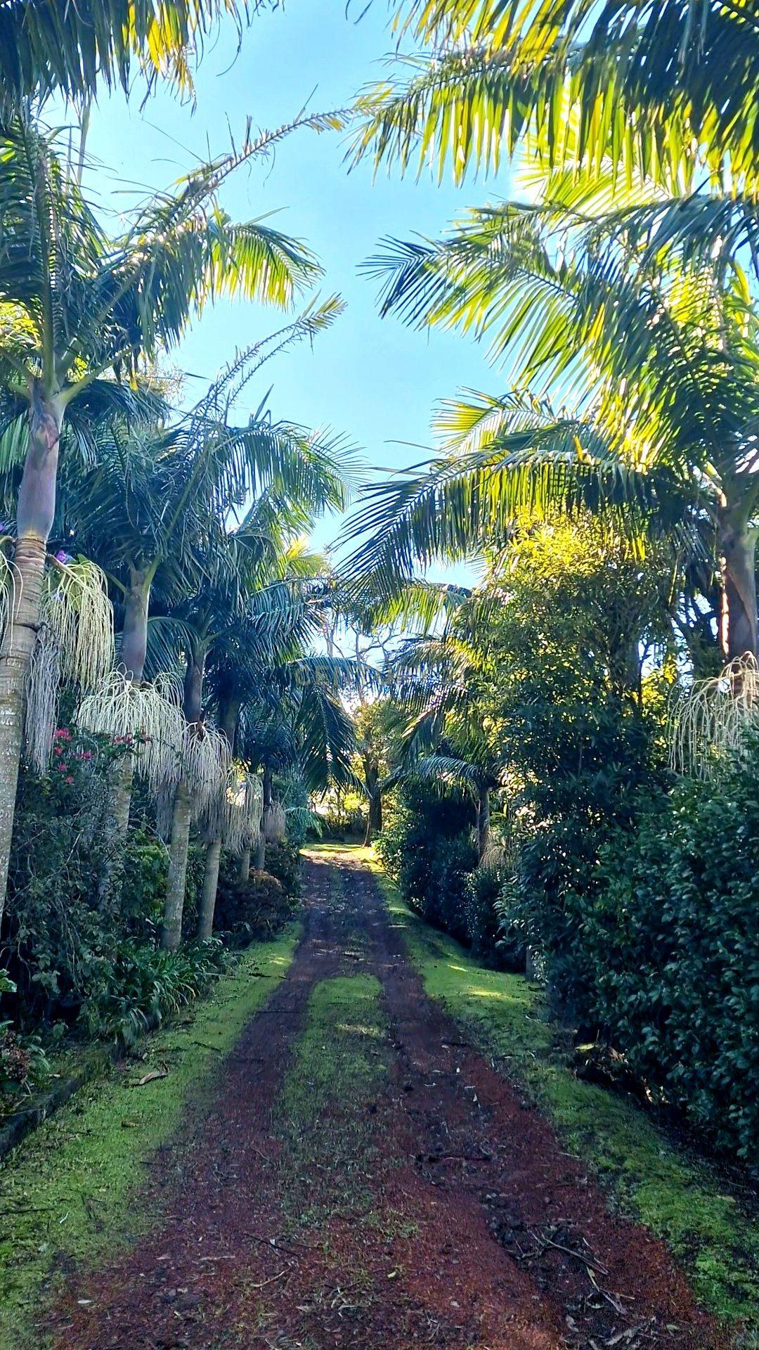 Fotografia 3 de Exclusiva Moradia T4 na Costa Norte de São Miguel - Capelas