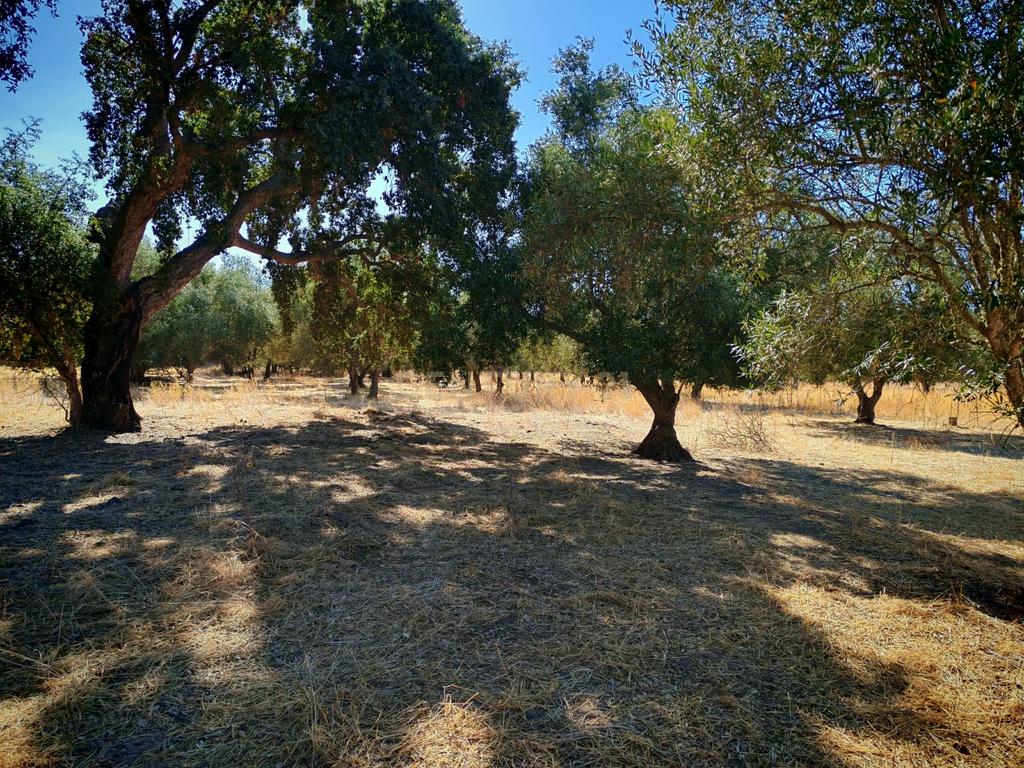 Terreno Rústico com 5.000 m2 - Quinta do Anjo, Palmela - Image 4