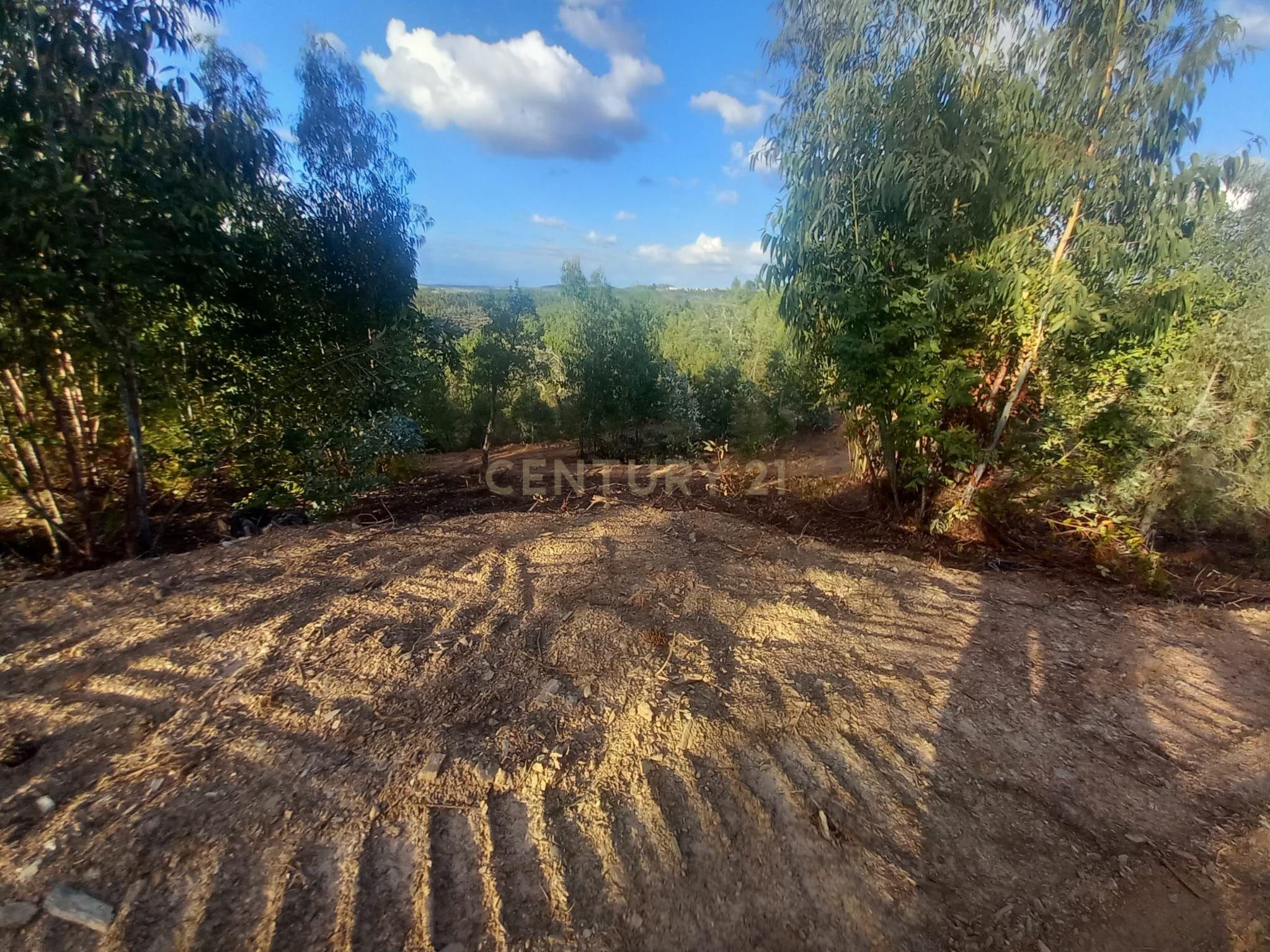 Fotografia 7 de Terreno em Benquerenças, Castelo Branco - 2800m²