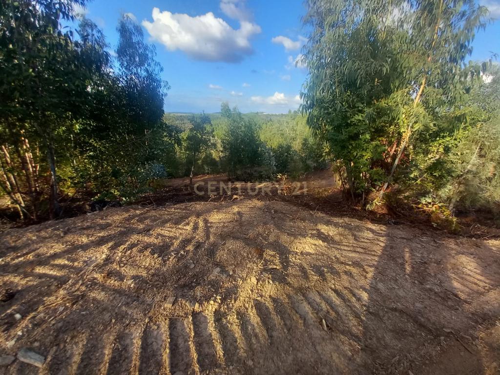 Terreno em Benquerenças, Castelo Branco - 2800m² - Image 7