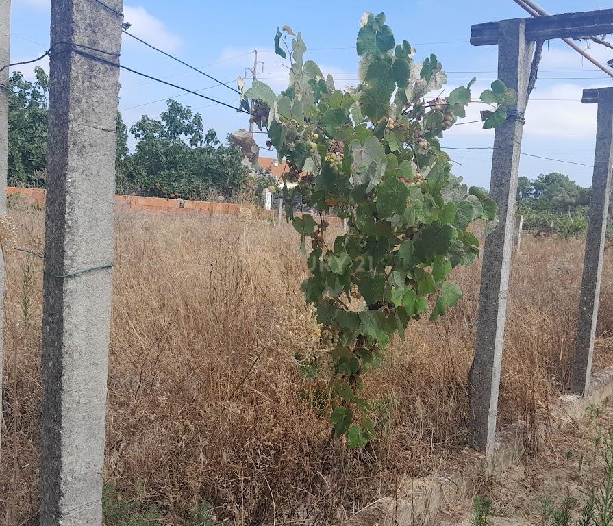 TERRENO NA QUINTA DO ANJO - Image 2