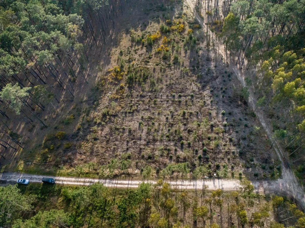 TERRENO INDISTRIAL - MACEIRA - Image 2