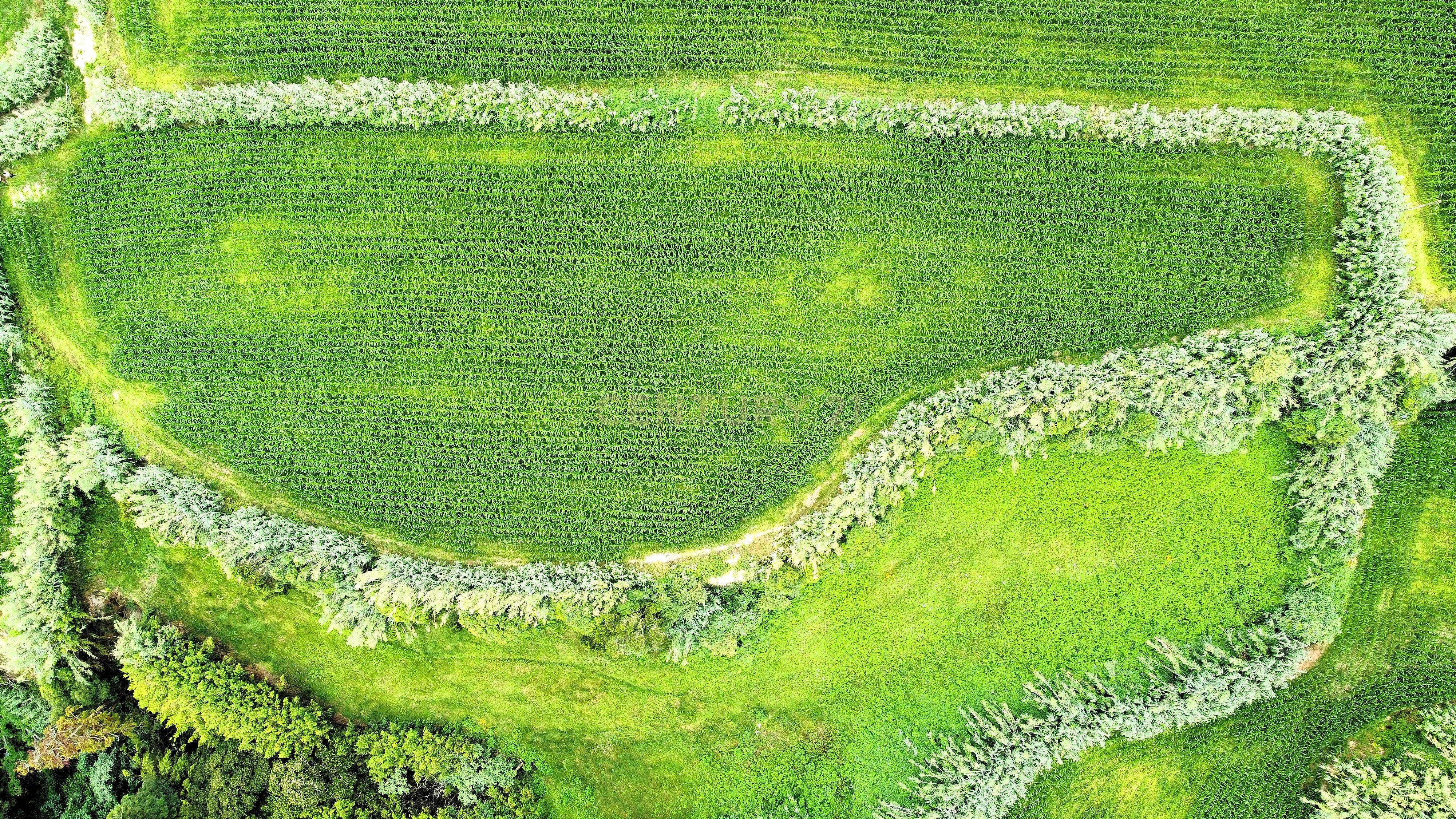 Terreno com Viabilidade de Construção, nos Ginetes - Image 5