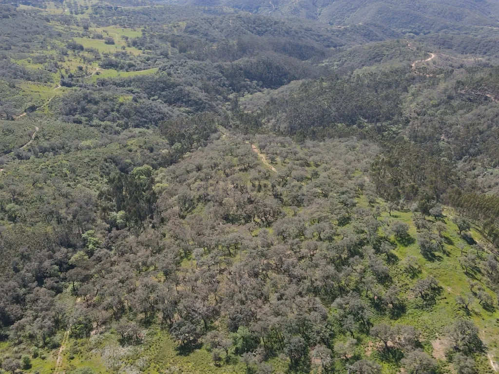 Herdade em S.Luis, Odemira - Image 31