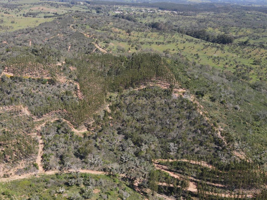 Herdade em S.Luis, Odemira - Image 21