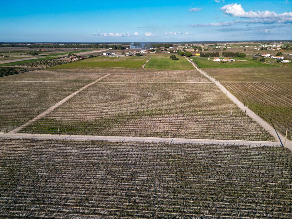 Sto. Isidro de Pegões, Palmela - Prédio Rústico com 60200 m2 com plantação de Vinha em produção - Image 9