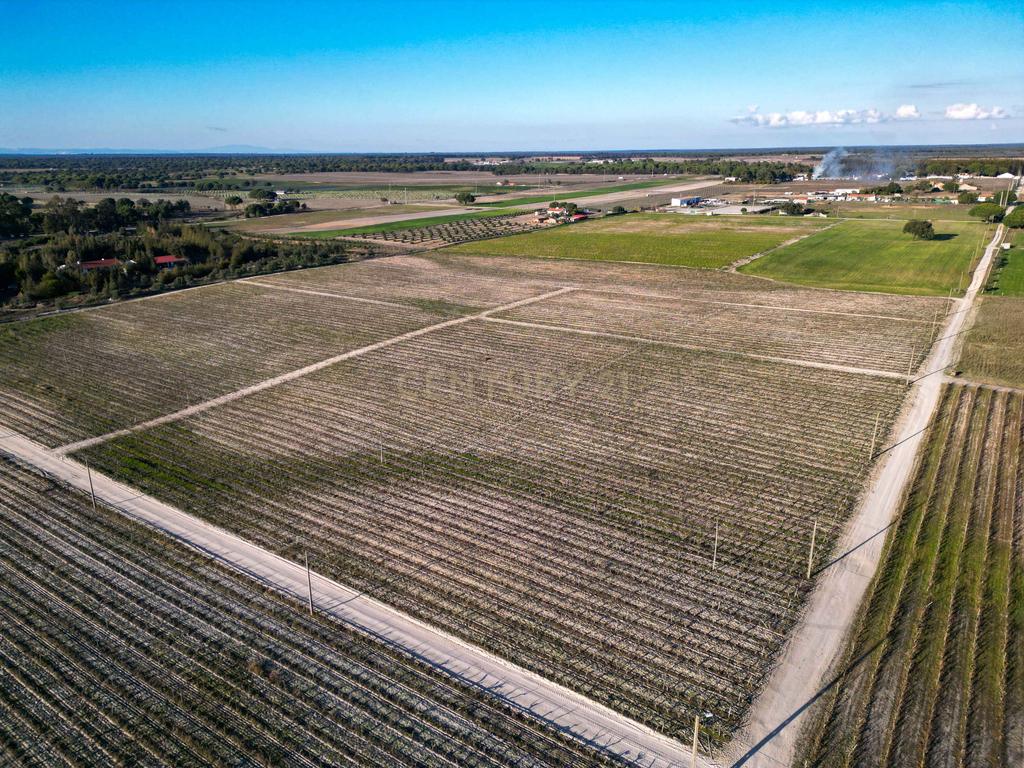 Sto. Isidro de Pegões, Palmela - Prédio Rústico com 60200 m2 com plantação de Vinha em produção - Image 4