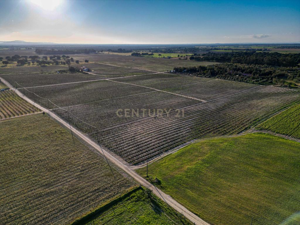 Sto. Isidro de Pegões, Palmela - Prédio Rústico com 60200 m2 com plantação de Vinha em produção - Image 10