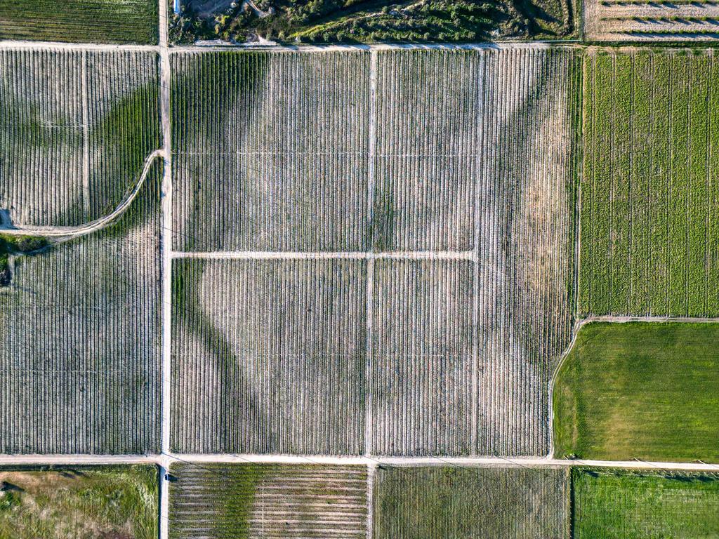 Sto. Isidro de Pegões, Palmela - Prédio Rústico com 60200 m2 com plantação de Vinha em produção - Image 3