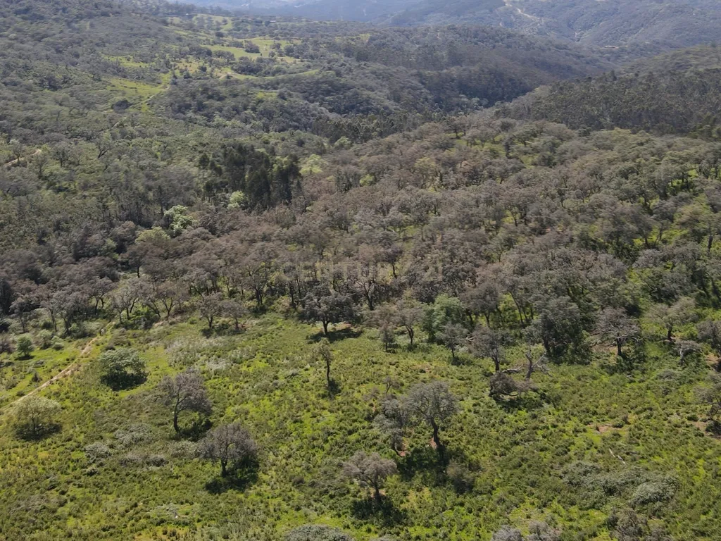 Herdade em S.Luis, Odemira - Image 24