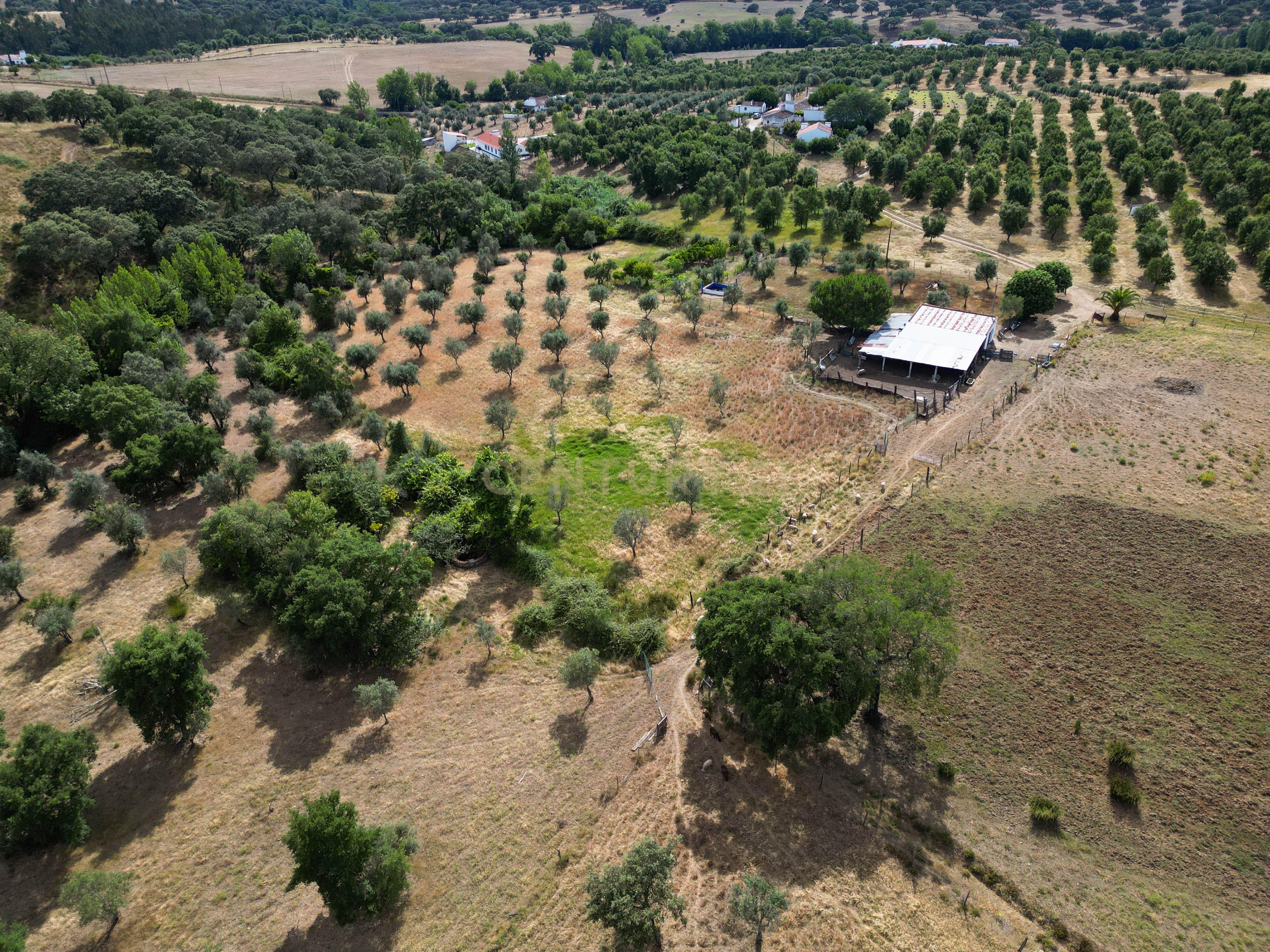 Quinta Courela da Mina - Image 6