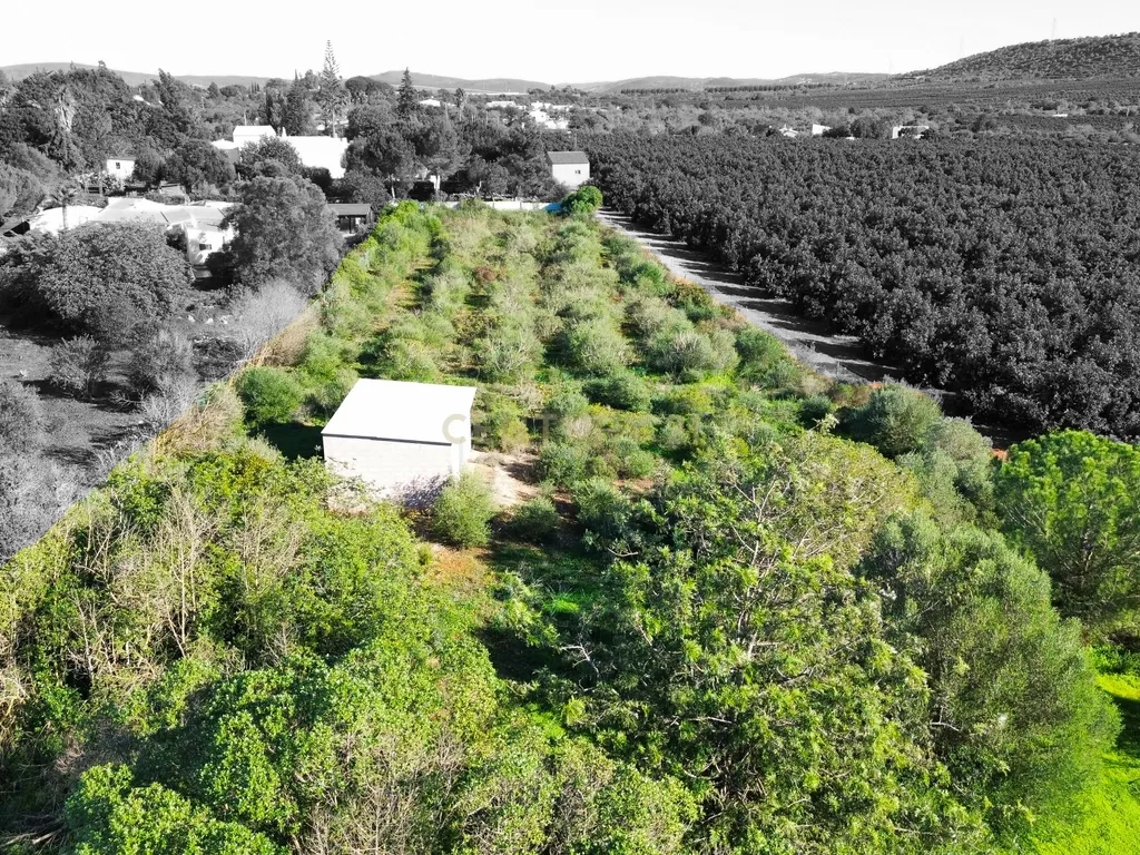 Terreno Construção | 2920 m2 | Foral | São Bartolomeu de Messines - Image 5