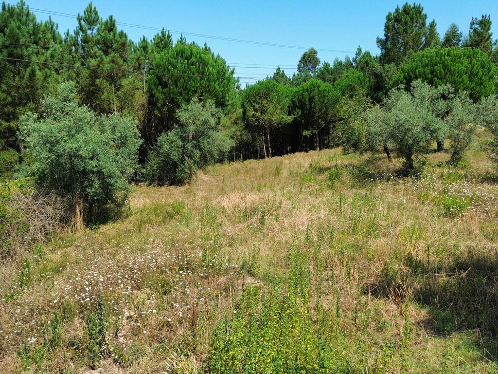 Terreno com 2020m2 para construção em Carnide - Image 10
