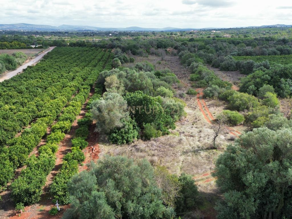 Terreno | Rústico | Plano | 11360m2 | São Bartolomeu de Messines - Image 4