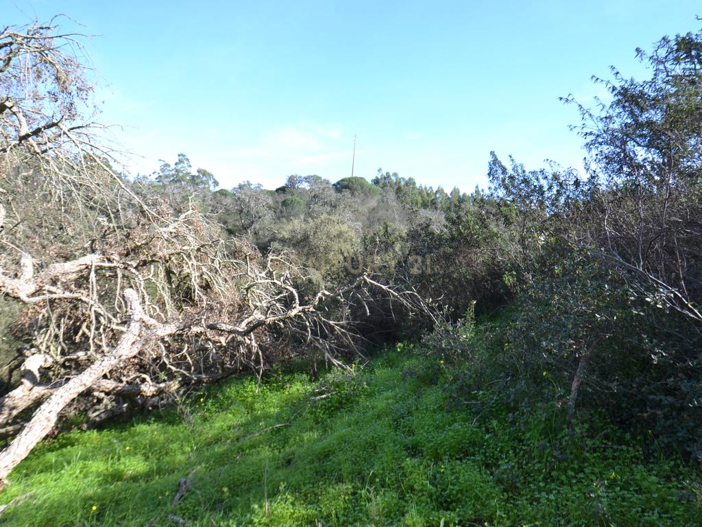 Terreno Rústico e Urbano com mais de 4 hectares na Barranquinha | Porto Corvo | Sines para venda - Image 13