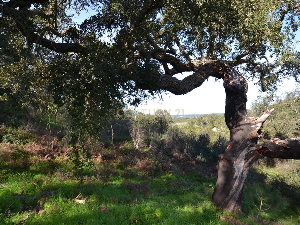 Terreno Rústico e Urbano com mais de 4 hectares na Barranquinha | Porto Corvo | Sines para venda - Image 7