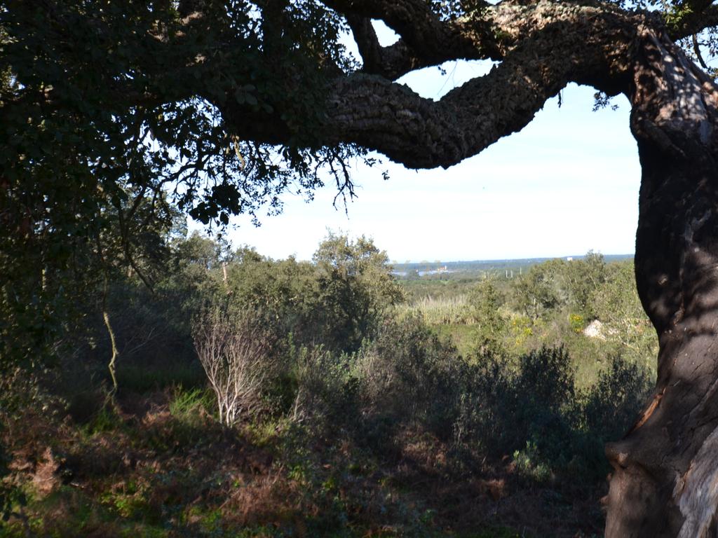 Terreno Rústico e Urbano com mais de 4 hectares na Barranquinha | Porto Corvo | Sines para venda - Image 11
