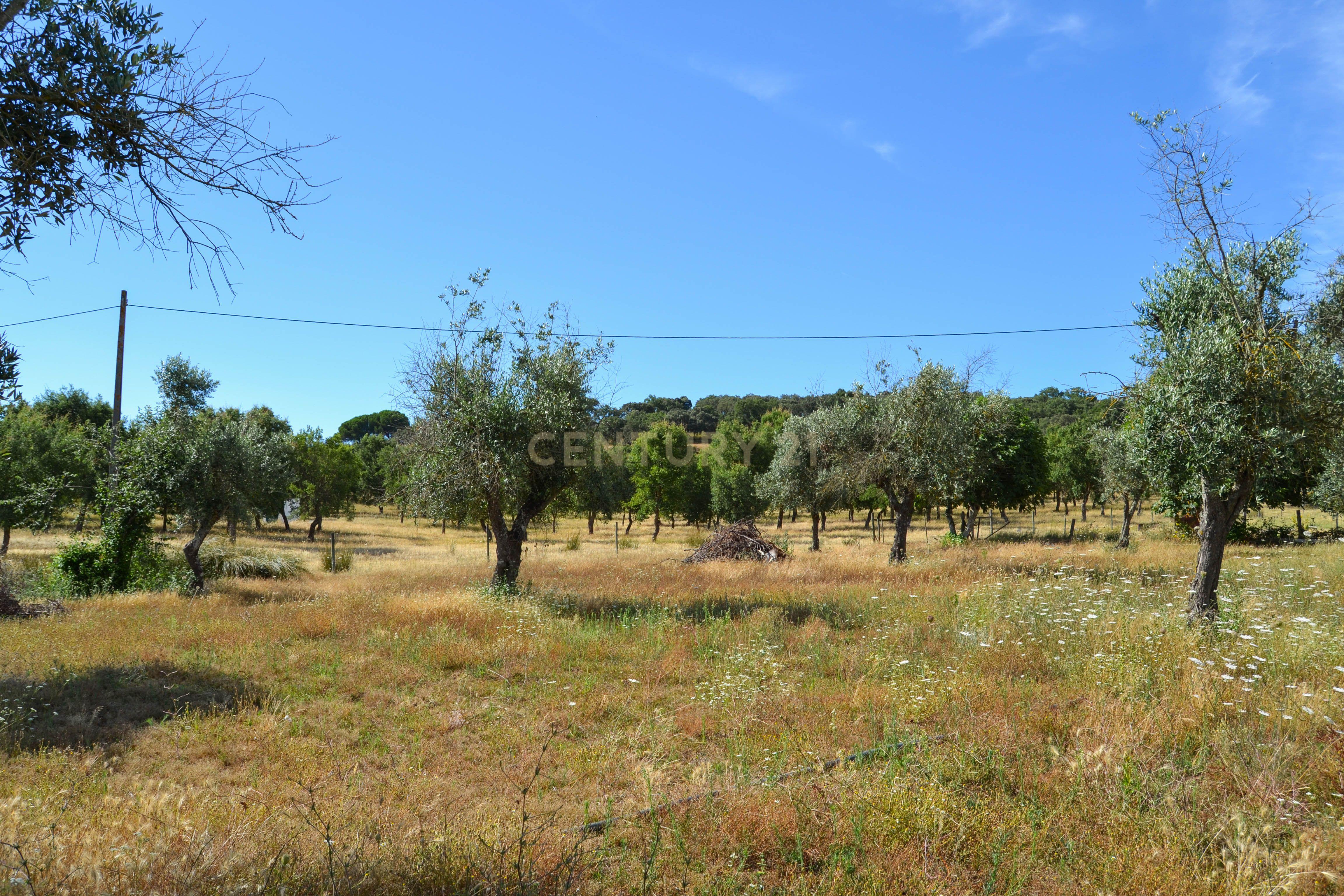 Quinta Courela da Mina - Image 11