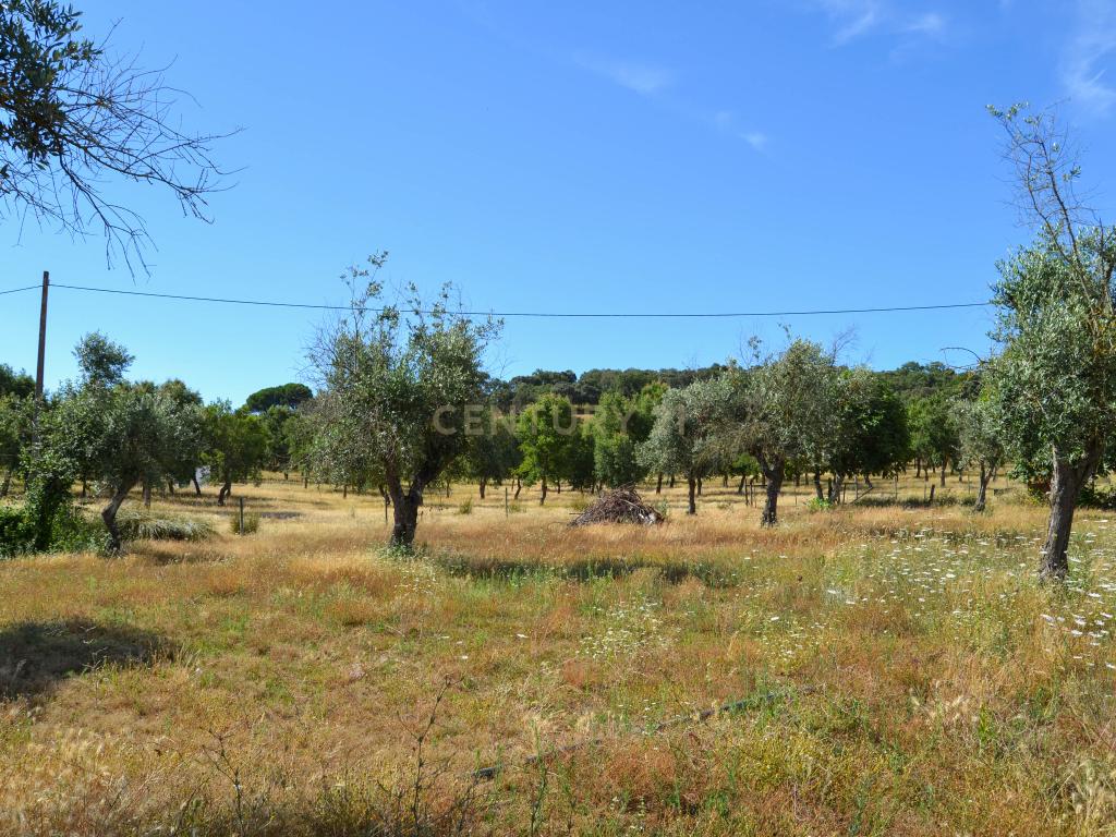 Quinta Courela da Mina - Image 11
