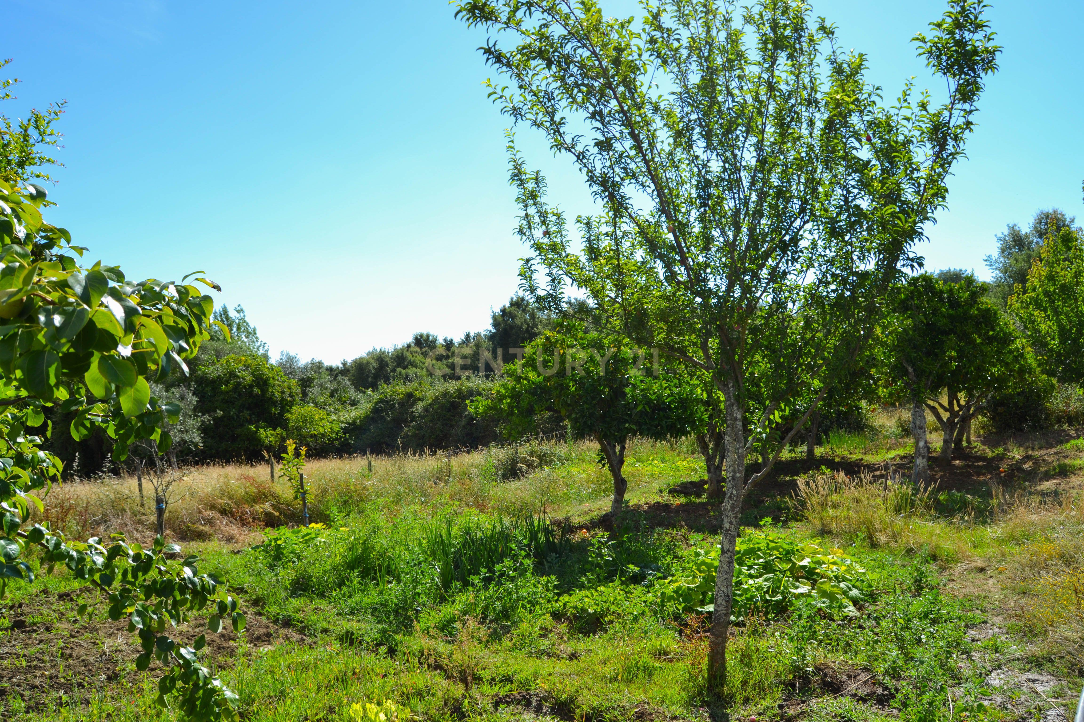Quinta Courela da Mina - Image 12