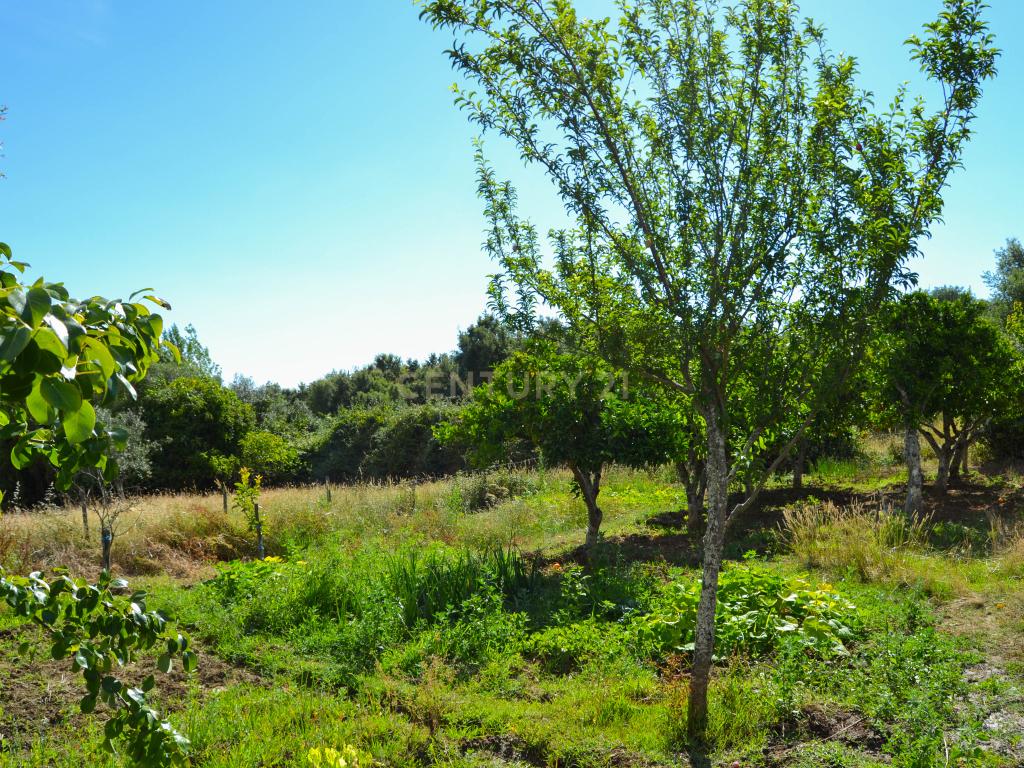 Quinta Courela da Mina - Image 12
