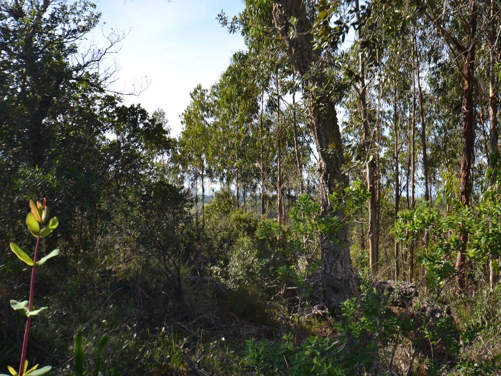 Terreno Rústico e Urbano com mais de 4 hectares na Barranquinha | Porto Corvo | Sines para venda - Image 20