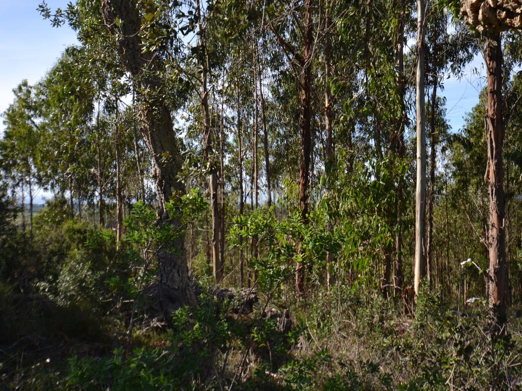 Terreno Rústico e Urbano com mais de 4 hectares na Barranquinha | Porto Corvo | Sines para venda - Image 12