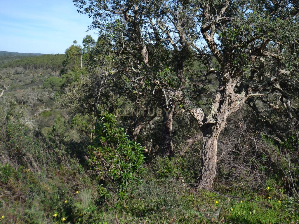 Terreno Rústico e Urbano com mais de 4 hectares na Barranquinha | Porto Corvo | Sines para venda - Image 26