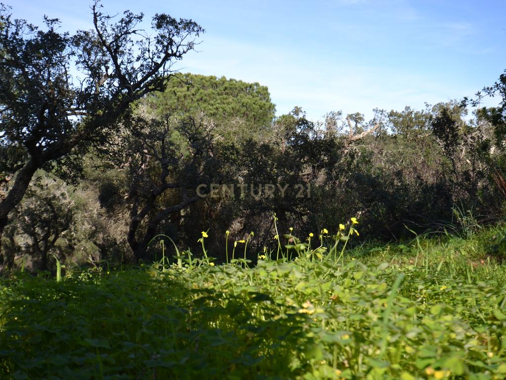 Terreno Rústico e Urbano com mais de 4 hectares na Barranquinha | Porto Corvo | Sines para venda - Image 21