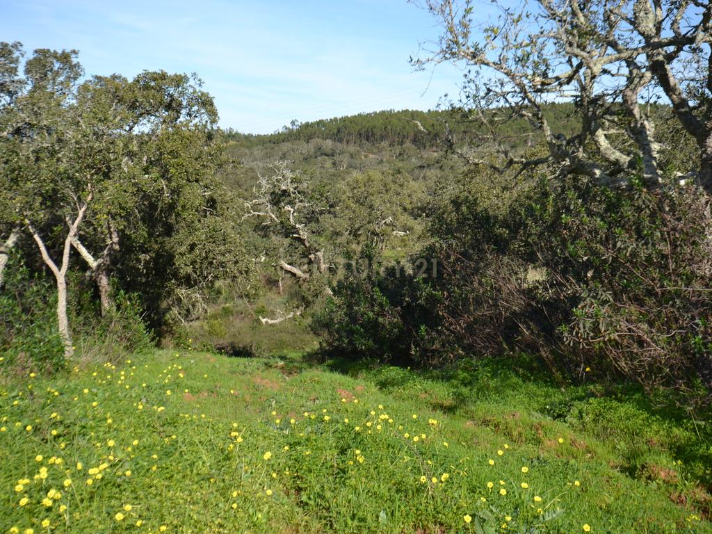 Terreno Rústico e Urbano com mais de 4 hectares na Barranquinha | Porto Corvo | Sines para venda - Image 10