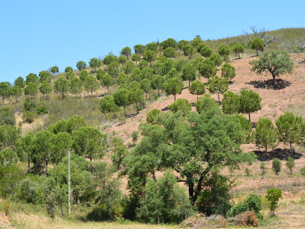 Terrenos Saboia - Odemira - Alentejo - Image 7