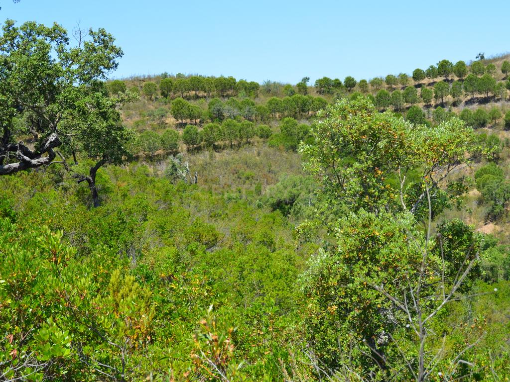 Terrenos Saboia - Odemira - Alentejo - Image 4
