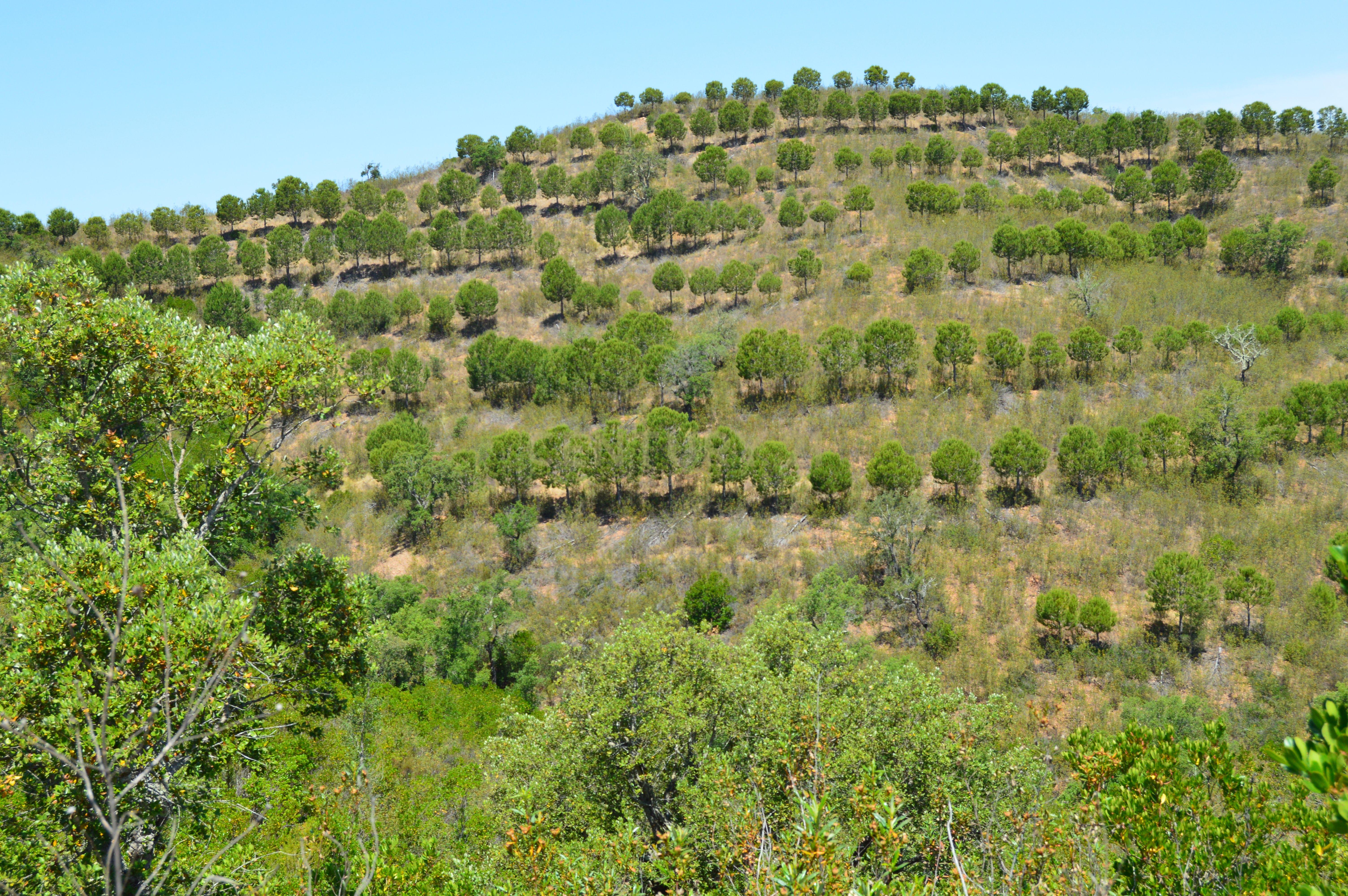 Terrenos Saboia - Odemira - Alentejo - Image 3