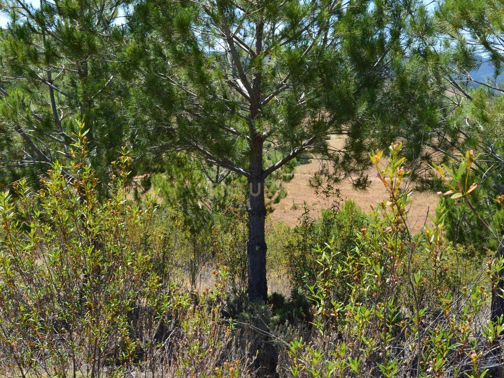 Terrenos Saboia - Odemira - Alentejo - Image 8