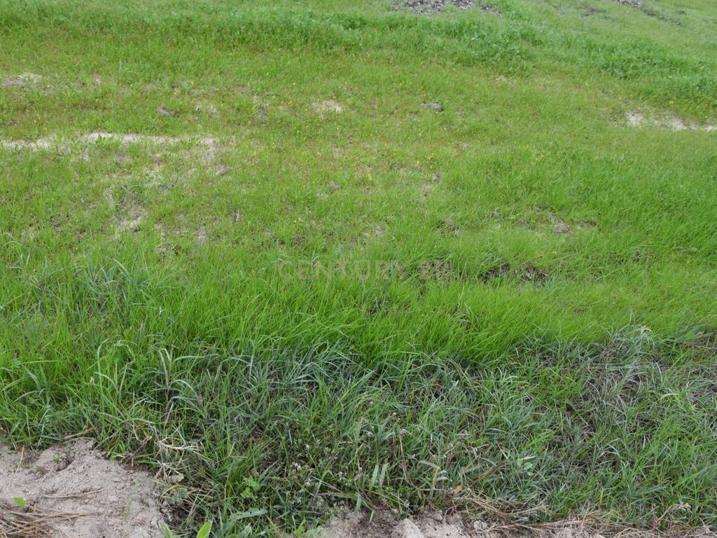 Terreno nos Foros da Branca - Coruche - Image 6
