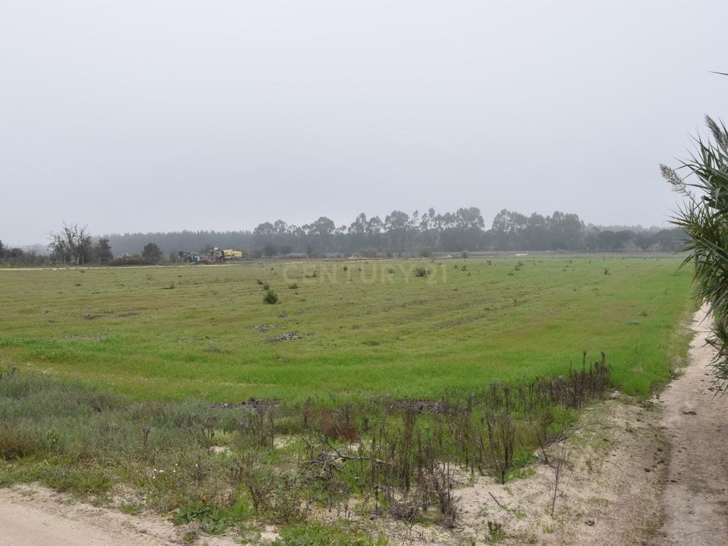 Terreno nos Foros da Branca - Coruche - Image 5