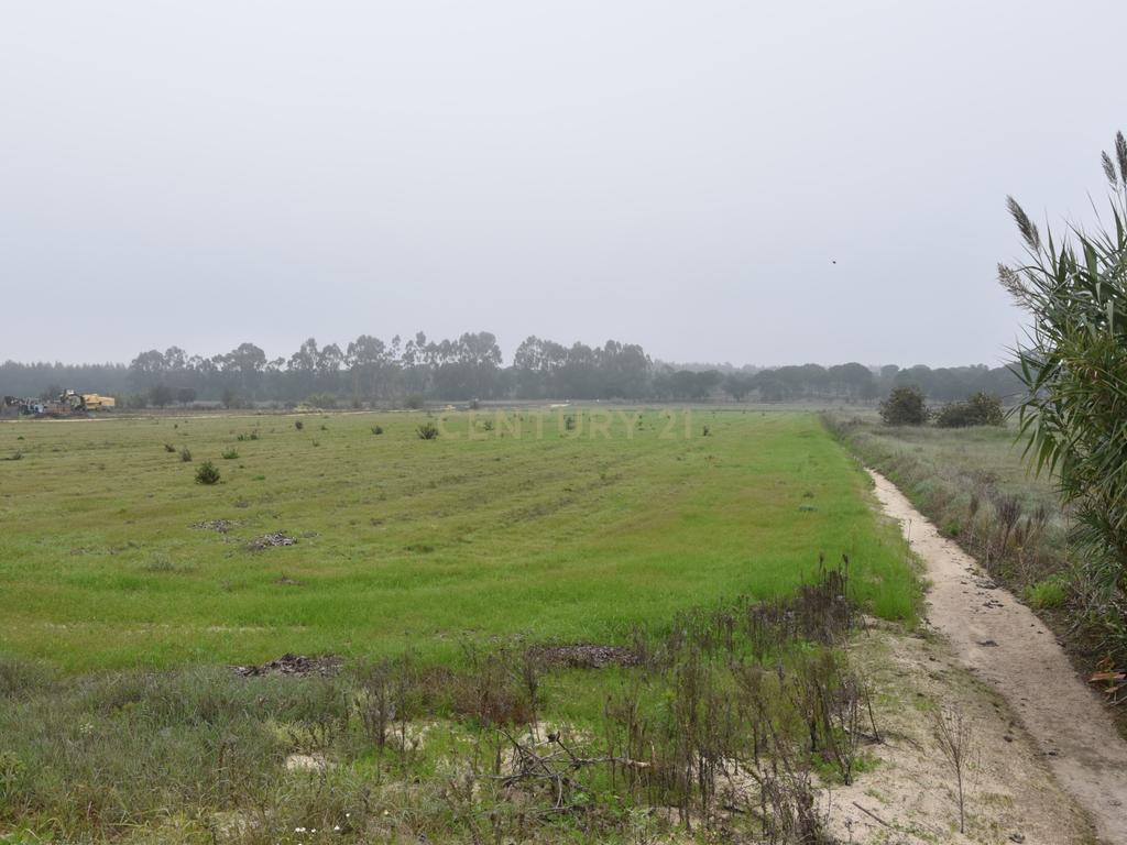 Terreno nos Foros da Branca - Coruche - Image 4